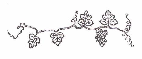 vinebranch2.jpg (17470 bytes)